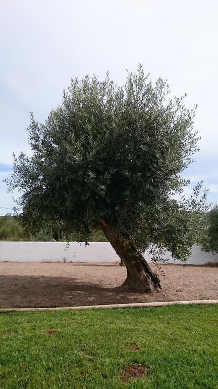 Casa Das Oliveiras Alvados Rum bild